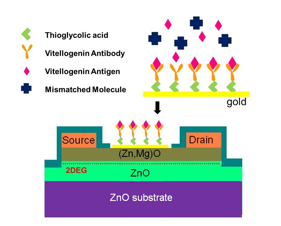 Bio compatible sensor schema